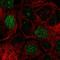 E2F Transcription Factor 8 antibody, HPA064882, Atlas Antibodies, Immunofluorescence image 