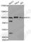 RNA polymerase-associated protein RTF1 homolog antibody, A4529, ABclonal Technology, Western Blot image 