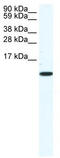C-C Motif Chemokine Ligand 5 antibody, TA342306, Origene, Western Blot image 
