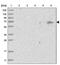 Leiomodin 1 antibody, PA5-55821, Invitrogen Antibodies, Western Blot image 