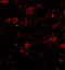 Calcium Dependent Secretion Activator antibody, A05771, Boster Biological Technology, Immunofluorescence image 