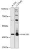 PAK1 Interacting Protein 1 antibody, 18-063, ProSci, Western Blot image 