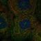 Polo Like Kinase 4 antibody, HPA017327, Atlas Antibodies, Immunofluorescence image 