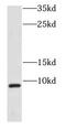 Cytochrome C Oxidase Subunit 7B antibody, FNab01909, FineTest, Western Blot image 
