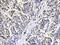 Methylmalonyl-CoA Mutase antibody, A01065, Boster Biological Technology, Immunohistochemistry frozen image 