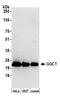 Gamma-Glutamylcyclotransferase antibody, A305-563A, Bethyl Labs, Western Blot image 
