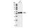 Retinoic Acid Receptor Alpha antibody, 2554S, Cell Signaling Technology, Western Blot image 