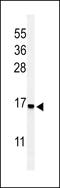 Ribosomal Protein S25 antibody, LS-C162739, Lifespan Biosciences, Western Blot image 