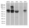 Ring Finger Protein 149 antibody, LS-C795532, Lifespan Biosciences, Western Blot image 