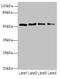 Tripartite Motif Containing 38 antibody, orb357303, Biorbyt, Western Blot image 