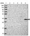 Transmembrane Protein 255B antibody, PA5-60330, Invitrogen Antibodies, Western Blot image 