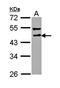 DLTS antibody, orb69683, Biorbyt, Western Blot image 