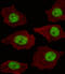 LIM Domain Only 4 antibody, LS-C165811, Lifespan Biosciences, Immunofluorescence image 