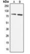 Coenzyme Q8A antibody, orb376118, Biorbyt, Western Blot image 