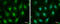 DNA-binding protein inhibitor ID-3 antibody, GTX70201, GeneTex, Immunofluorescence image 