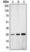 lamin A antibody, MBS820589, MyBioSource, Western Blot image 