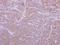 Kizuna Centrosomal Protein antibody, NBP2-17065, Novus Biologicals, Immunohistochemistry frozen image 