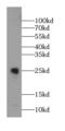 Carbohydrate Sulfotransferase 13 antibody, FNab01693, FineTest, Western Blot image 