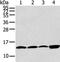 Claudin Domain Containing 2 antibody, CSB-PA283108, Cusabio, Western Blot image 