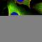 Microtubule Associated Protein 1B antibody, HPA022275, Atlas Antibodies, Immunocytochemistry image 