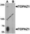 Testis And Ovary Specific PAZ Domain Containing 1 antibody, 7737, ProSci, Western Blot image 