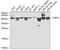 Septin-2 antibody, GTX54669, GeneTex, Western Blot image 