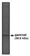 Calcium Voltage-Gated Channel Auxiliary Subunit Gamma 4 antibody, AP05143PU-N, Origene, Western Blot image 