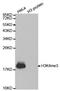 Histone H3.1t antibody, STJ23983, St John