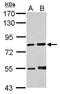 IK Cytokine antibody, TA308401, Origene, Western Blot image 
