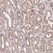 Family With Sequence Similarity 89 Member B antibody, NBP2-14008, Novus Biologicals, Immunohistochemistry paraffin image 