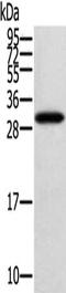 StAR Related Lipid Transfer Domain Containing 5 antibody, CSB-PA286218, Cusabio, Western Blot image 