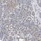 EFR3 Homolog A antibody, HPA023402, Atlas Antibodies, Immunohistochemistry paraffin image 