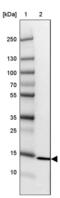 Ribosomal Protein S26 antibody, PA5-60563, Invitrogen Antibodies, Western Blot image 