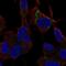 Solute Carrier Family 9 Member B1 antibody, PA5-66225, Invitrogen Antibodies, Immunofluorescence image 