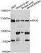 Importin-9 antibody, A12233, ABclonal Technology, Western Blot image 