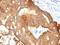 Keratin 8 antibody, MBS439077, MyBioSource, Immunohistochemistry frozen image 