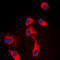 Probable G-protein coupled receptor 116 antibody, LS-C354382, Lifespan Biosciences, Immunofluorescence image 