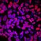 SRY-Box 17 antibody, BAF1924, R&D Systems, Immunofluorescence image 