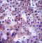 Ugt1 antibody, LS-C160417, Lifespan Biosciences, Immunohistochemistry paraffin image 