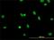 RBMX Like 2 antibody, H00027288-M01, Novus Biologicals, Immunocytochemistry image 