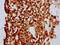 Myocardin Related Transcription Factor B antibody, CSB-PA891962LA01HU, Cusabio, Immunohistochemistry frozen image 