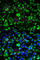 Ribosomal Protein S3 antibody, A2533, ABclonal Technology, Immunofluorescence image 