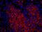 E3 ubiquitin-protein ligase CHIP antibody, IHC-00345, Bethyl Labs, Immunofluorescence image 