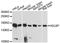 HDLBP antibody, A6028, ABclonal Technology, Western Blot image 