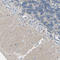 Calcium Voltage-Gated Channel Auxiliary Subunit Alpha2delta 1 antibody, HPA008621, Atlas Antibodies, Immunohistochemistry frozen image 