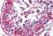 Peptidyl-TRNA Hydrolase 2 antibody, MBS241308, MyBioSource, Immunohistochemistry frozen image 