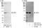 Mitogen-activated protein kinase kinase kinase kinase 1 antibody, A301-917A, Bethyl Labs, Western Blot image 