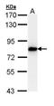 SNF-related serine/threonine-protein kinase antibody, TA308360, Origene, Western Blot image 