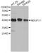 NADH:Ubiquinone Oxidoreductase Core Subunit V1 antibody, A8014, ABclonal Technology, Western Blot image 