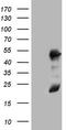 Required For Meiotic Nuclear Division 5 Homolog A antibody, TA803472S, Origene, Western Blot image 